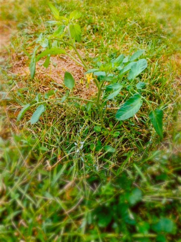 Tomato plant blooming in the middle of the yard, bloom where you're planted, chronic illness